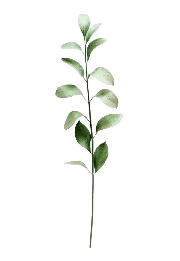 ветка растения